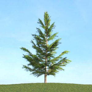 دانلود آبجکت گیاه مدل Herb-162