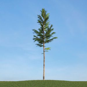 دانلود آبجکت گیاه مدل Herb-163