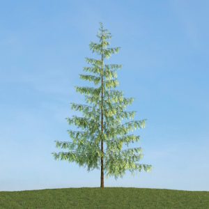 دانلود آبجکت گیاه مدل Herb-165