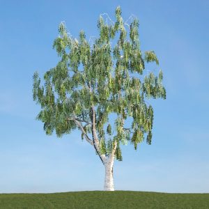 دانلود آبجکت گیاه مدل Herb-170
