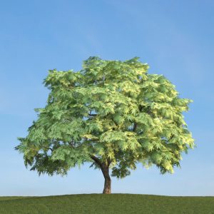 دانلود آبجکت گیاه مدل Herb-174