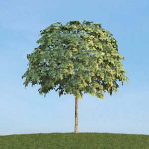 دانلود آبجکت گیاه مدل Herb-175