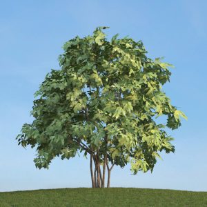 دانلود آبجکت گیاه مدل Herb-181