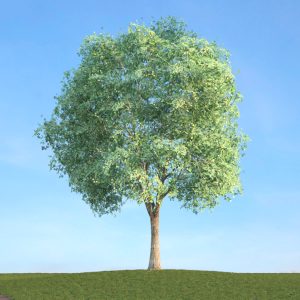 دانلود آبجکت گیاه مدل Herb-183