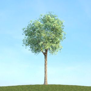 دانلود آبجکت گیاه مدل Herb-184