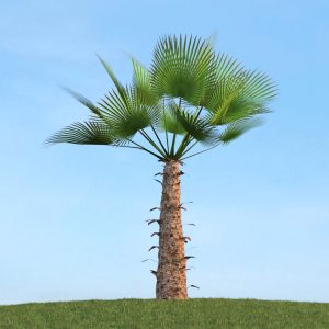 دانلود آبجکت گیاه مدل Herb-186