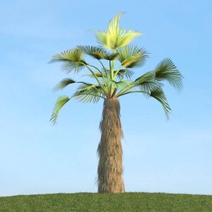 دانلود آبجکت گیاه مدل Herb-187
