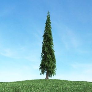 دانلود آبجکت گیاه مدل Herb-2