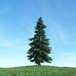 دانلود آبجکت گیاه مدل Herb-4