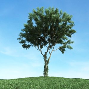 دانلود آبجکت گیاه مدل Herb-41