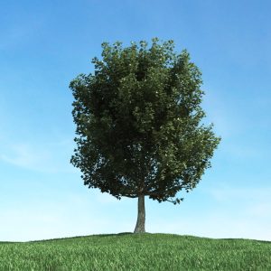 دانلود آبجکت گیاه مدل Herb-42