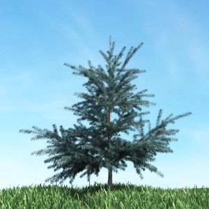 دانلود آبجکت گیاه مدل Herb-54