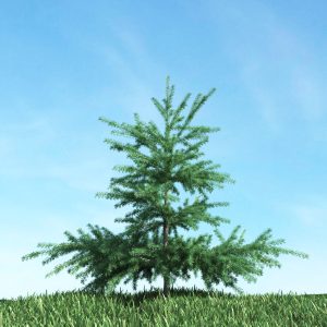 دانلود آبجکت گیاه مدل Herb-55