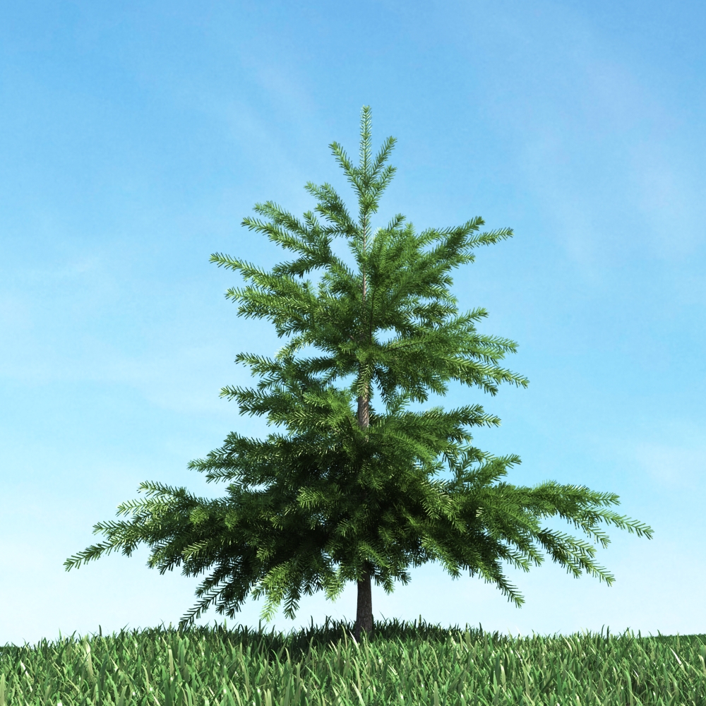 دانلود آبجکت گیاه مدل Herb-56