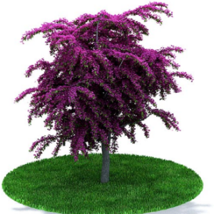 دانلود آبجکت گیاه مدل Herb-61