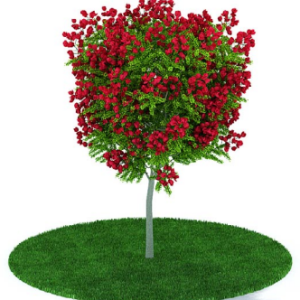 دانلود آبجکت گیاه مدل Herb-62