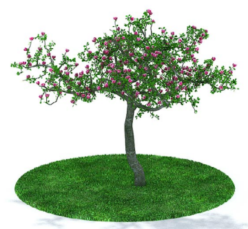 دانلود آبجکت گیاه مدل Herb-63