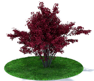 دانلود آبجکت گیاه مدل Herb-66