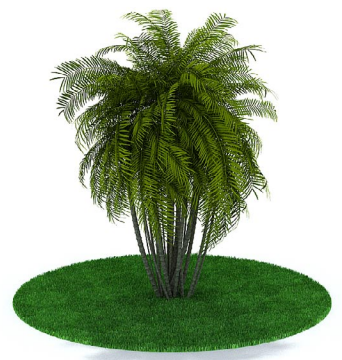 دانلود آبجکت گیاه مدل Herb-69