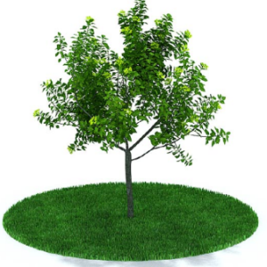 دانلود آبجکت گیاه مدل Herb-75