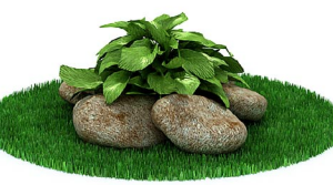 دانلود آبجکت گیاه مدل Herb-88