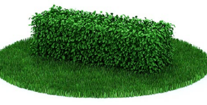 دانلود آبجکت گیاه مدل Herb-93