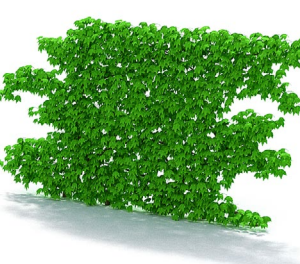 دانلود آبجکت گیاه مدل Herb-95