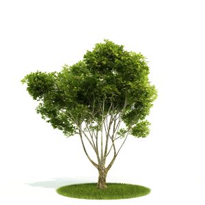 دانلود آبجکت درختچه مدل Shrub-11