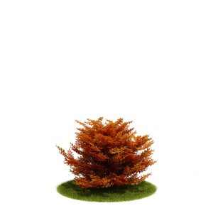 دانلود آبجکت درختچه مدل Shrub-14
