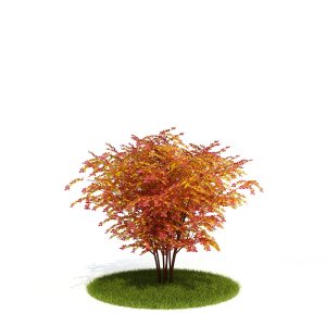 دانلود آبجکت درختچه مدل Shrub-15