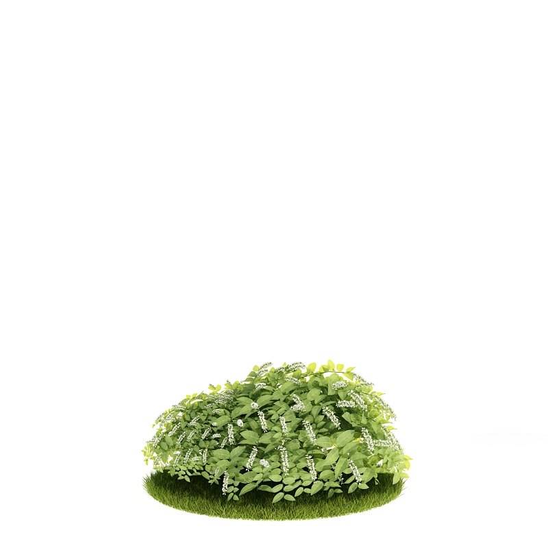 دانلود آبجکت درختچه مدل Shrub-18