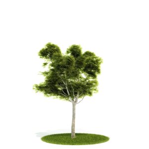 دانلود آبجکت درختچه مدل Shrub-2
