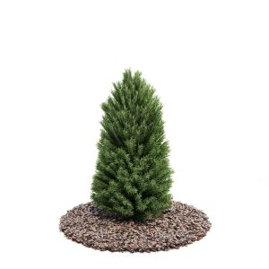 دانلود آبجکت درختچه مدل Shrub-21