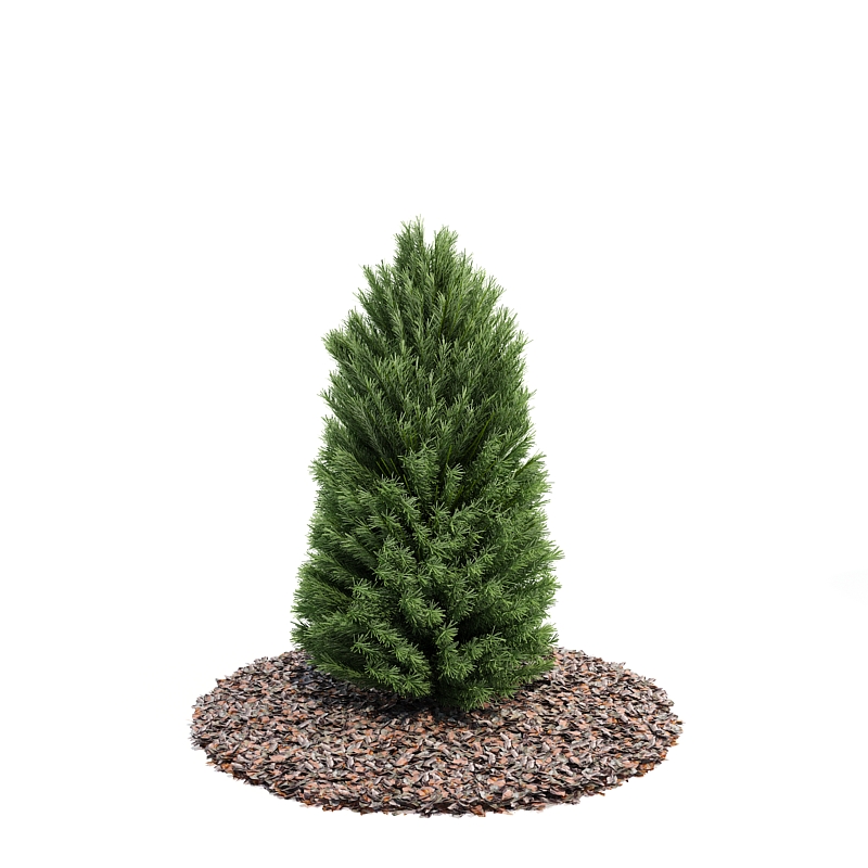 دانلود آبجکت درختچه مدل Shrub-21