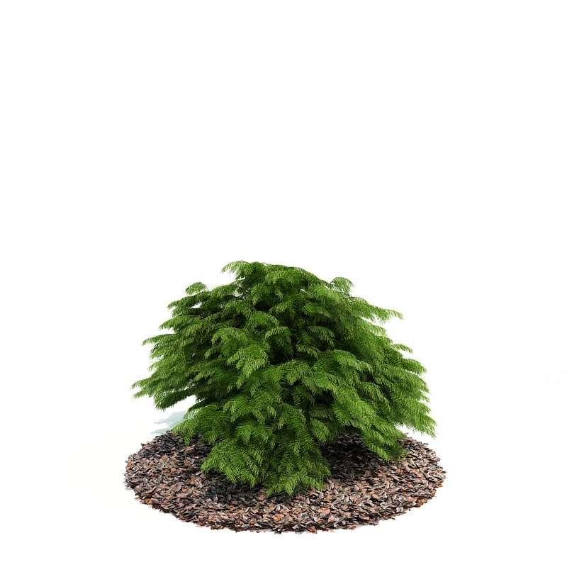 دانلود آبجکت درختچه مدل Shrub-23