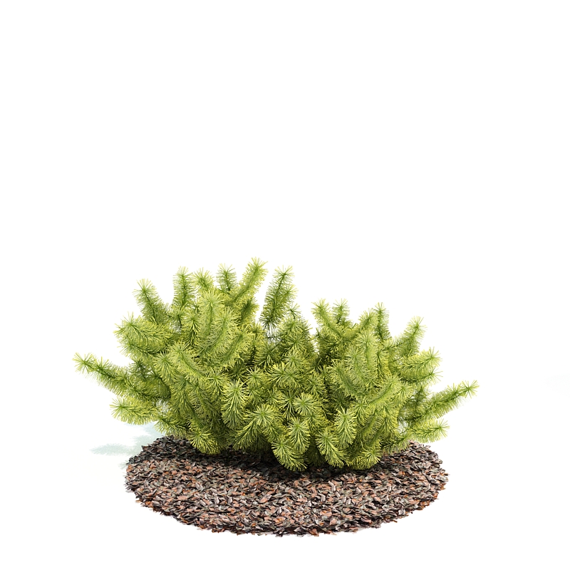 دانلود آبجکت درختچه مدل Shrub-24