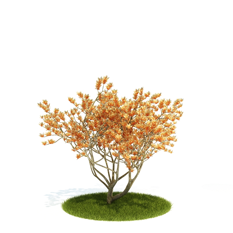 دانلود آبجکت درختچه مدل Shrub-25