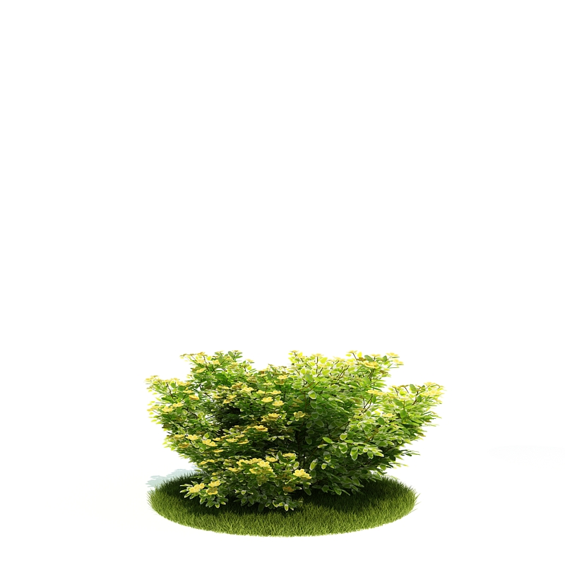 دانلود آبجکت درختچه مدل Shrub-26