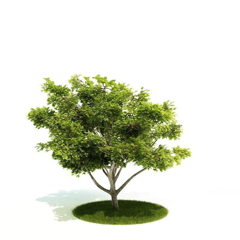 دانلود آبجکت درختچه مدل Shrub-28