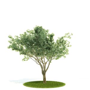 دانلود آبجکت درختچه مدل Shrub-3