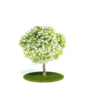 دانلود آبجکت درختچه مدل Shrub-30