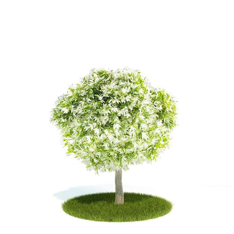 دانلود آبجکت درختچه مدل Shrub-30