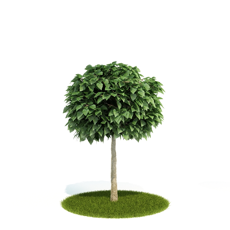 دانلود آبجکت درختچه مدل Shrub-31