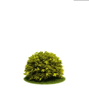 دانلود آبجکت درختچه مدل Shrub-33