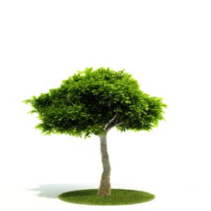 دانلود آبجکت درختچه مدل Shrub-35