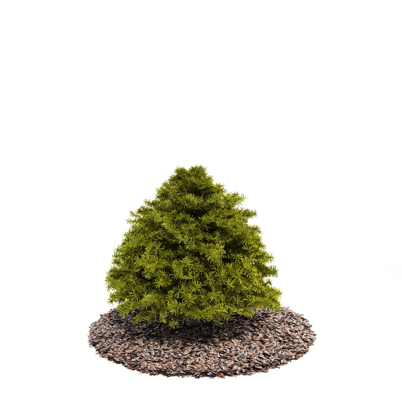 دانلود آبجکت درختچه مدل Shrub-38