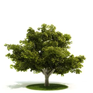دانلود آبجکت درختچه مدل Shrub-4