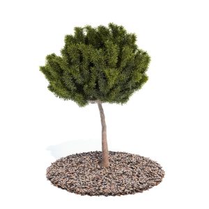 دانلود آبجکت درختچه مدل Shrub-40
