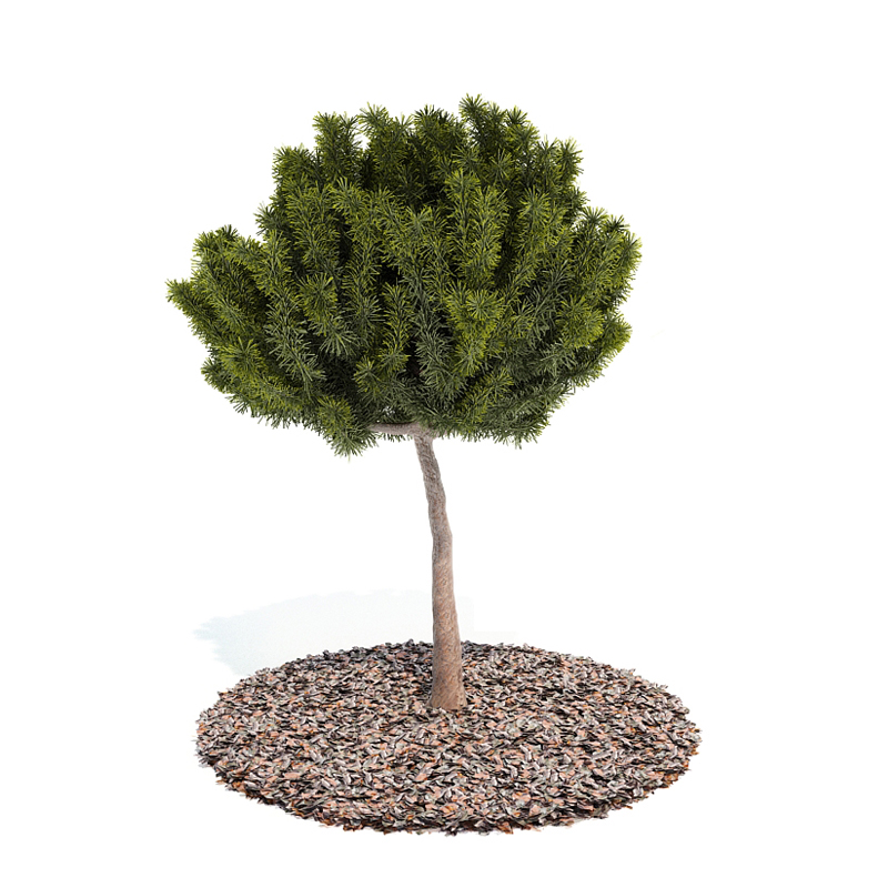 دانلود آبجکت درختچه مدل Shrub-40