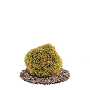 دانلود آبجکت درختچه مدل Shrub-41